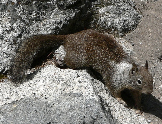 Picture of a california ground squirrel (Spermophilus beecheyi)