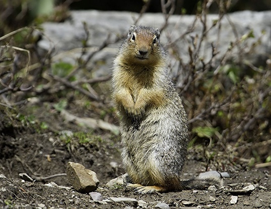 Picture of a nevada ground squirrel (Spermophilus elegans)