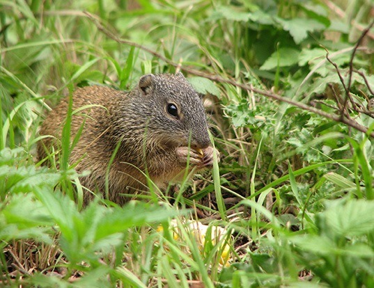 Picture of a franklin's ground squirrel (Spermophilus franklinii)