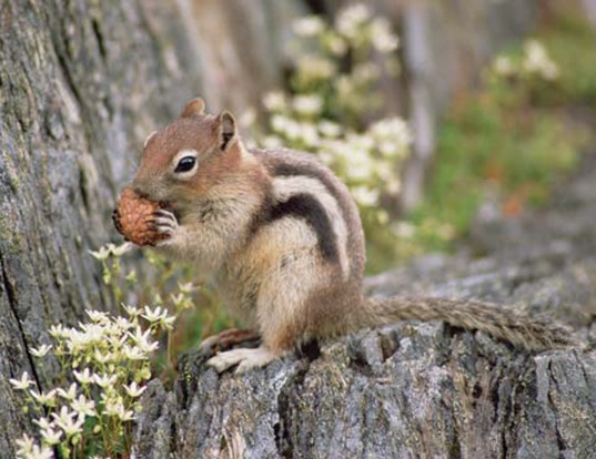 Picture of a golden-mantled ground squirrel (Spermophilus lateralis)