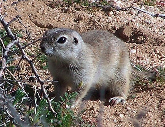 Picture of a mohave ground squirrel (Spermophilus mohavensis)