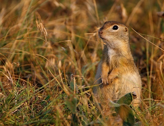 EASTERN FOX SQUIRREL LIFE EXPECTANCY