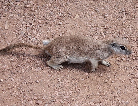 Picture of a round-tailed ground squirrel (Spermophilus tereticaudus)