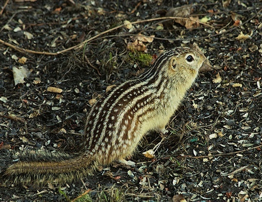 Picture of a thirteen-lined ground squirrel (Spermophilus tridecemlineatus)