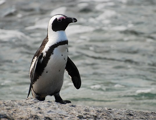 Picture of a african penguin (Spheniscus demersus)