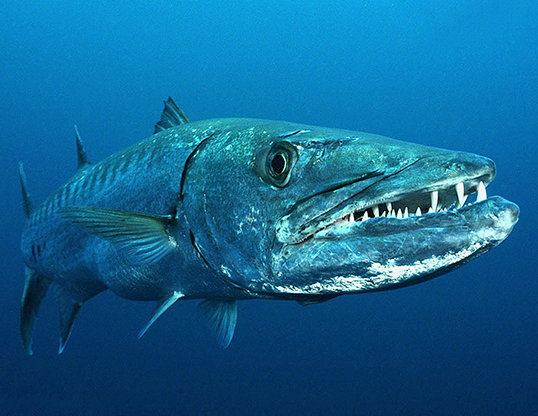 GREAT BARRACUDA LIFE EXPECTANCY