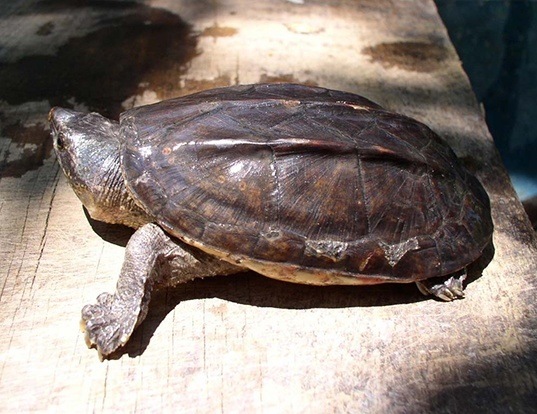Picture of a pacific coast giant musk turtle (Staurotypus salvinii)