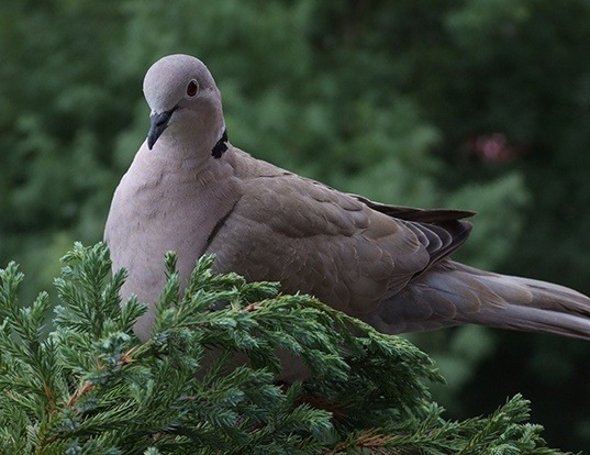 Picture of a eurasian collared-dove (Streptopelia decaocto)