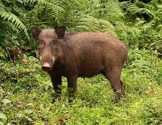 Picture of a wild boar (Sus scrofa)