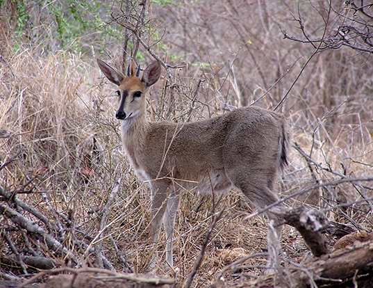 Picture of a duiker (Sylvicapra grimmia)