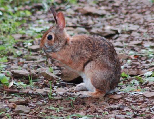 Swamp Rabbit (Sylvilagus aquaticus)