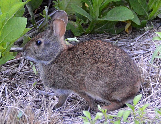 Picture of a marsh rabbit (Sylvilagus palustris)