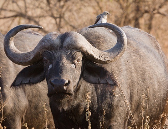 Picture of a african buffalo (Syncerus caffer)