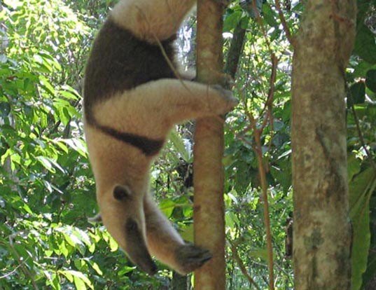 GIANT ANTEATER LIFE EXPECTANCY