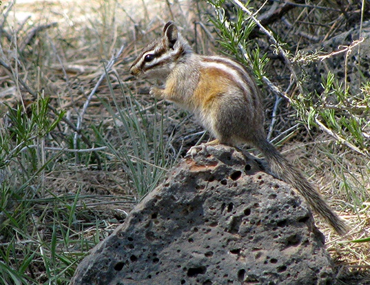 PALMER'S CHIPMUNK LIFE EXPECTANCY