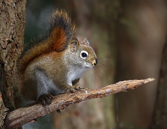 Picture of a red squirrel (Tamiasciurus hudsonicus)