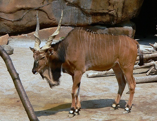 Picture of a giant eland (Taurotragus derbianus)