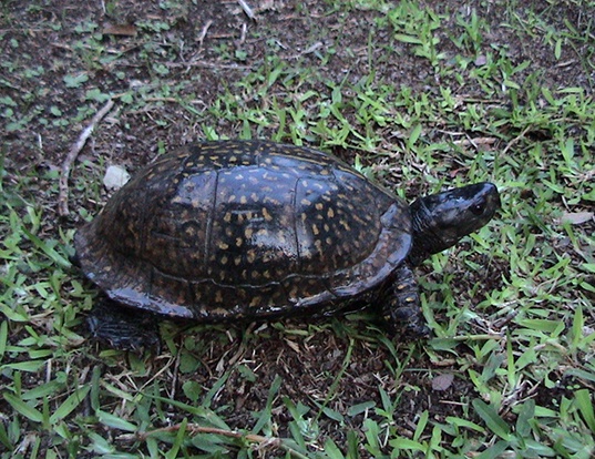 Picture of a gulf coast box turtle (Terrapene carolina major)