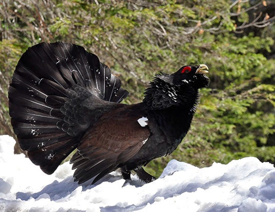 Picture of a western capercaillie (Tetrao urogallus)
