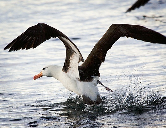 Picture of a black-browed albatross (Thalassarche melanophris)