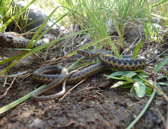 Picture of a sierra gartersnake (Thamnophis couchii)