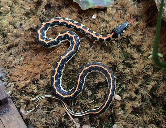 Picture of a black-necked gartersnake (Thamnophis cyrtopsis)