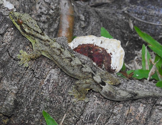 Picture of a american gecko (Thecadactylus rapicaudus)