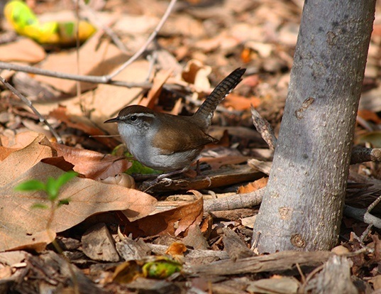 Picture of a bewick's wren (Thryomanes bewickii)