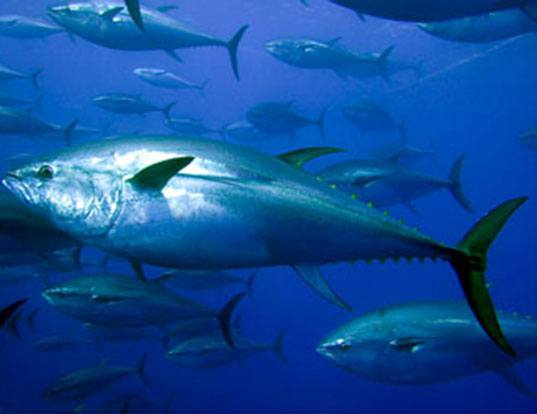 Picture of a albacore tuna (Thunnus alalunga)