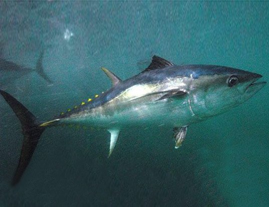 Picture of a southern bluefin tuna (Thunnus maccoyii)