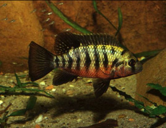 NORTHERN REDBREAST TILAPIA LIFE EXPECTANCY