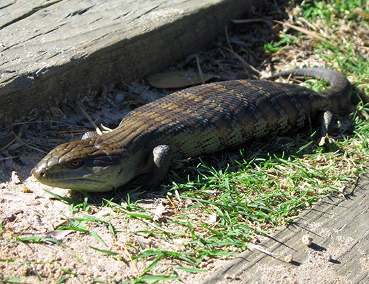 pix Green Blue Tongue Skink bluetongue life expectancy
