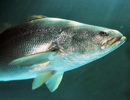 TOTOABA LIFE EXPECTANCY