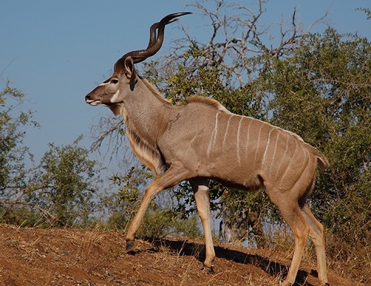 Picture of a greater kudu (Tragelaphus strepsiceros)