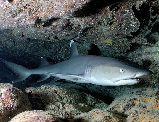 Picture of a whitetip reef shark (Triaenodon obesus)