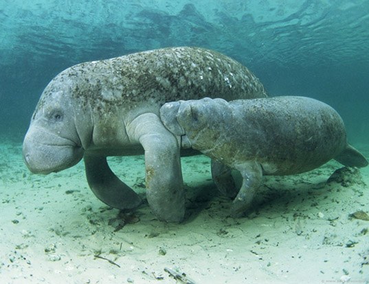 Picture of a south american manatee (Trichechus inunguis)