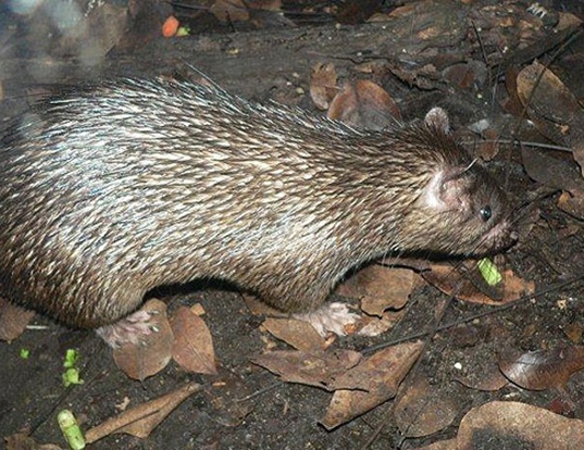 Picture of a long-tailed porcupine (Trichys fasciculata)