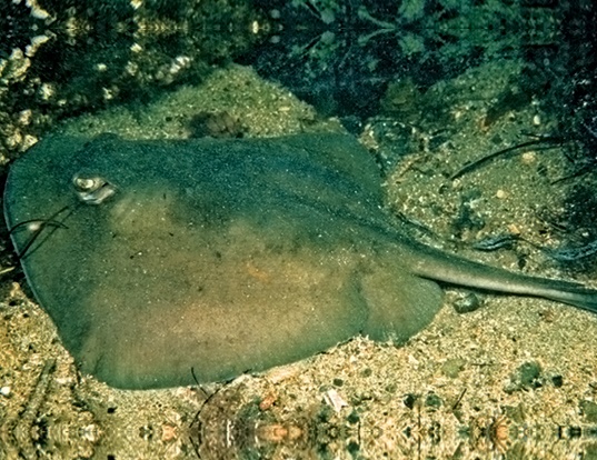 Picture of a western shovelnose stingaree (Trygonoptera mucosa)
