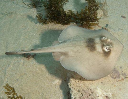 Picture of a masked stingaree (Trygonoptera personata)