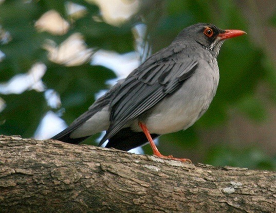Picture of a red-legged thrush (Turdus plumbeus)