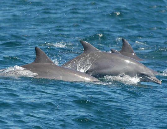 Picture of a indo-pacific bottlenose dolphin (Tursiops aduncus)