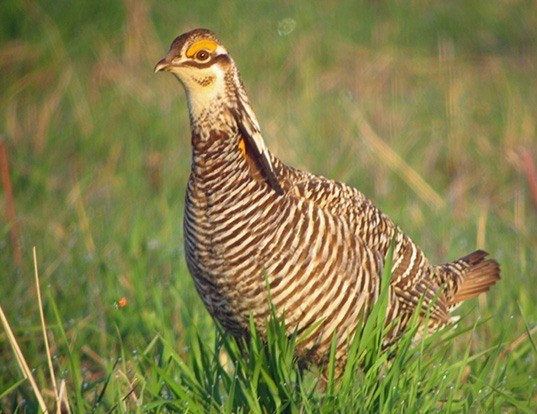 Picture of a greater prairie chicken (Tympanuchus cupido)