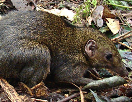 MINDANAO TREESHREW LIFE EXPECTANCY