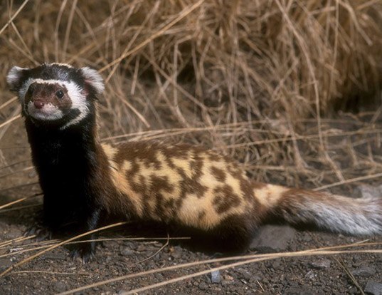 STEPPE POLECAT LIFE EXPECTANCY