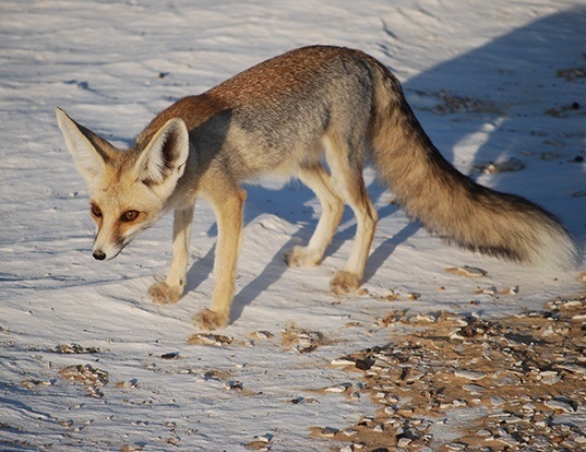 Picture of a ruppell's fox (Vulpes rueppellii)