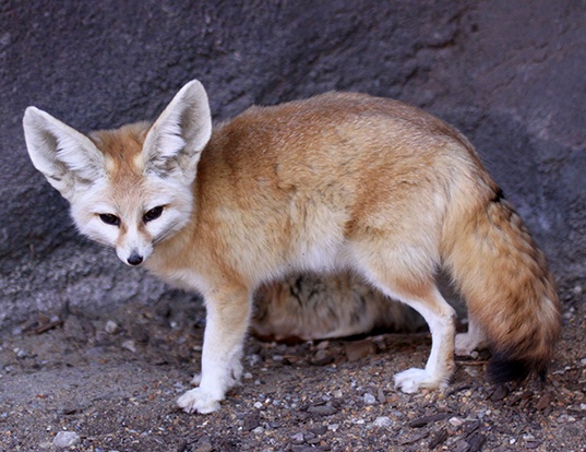 Picture of a fennec fox (Vulpes zerda)