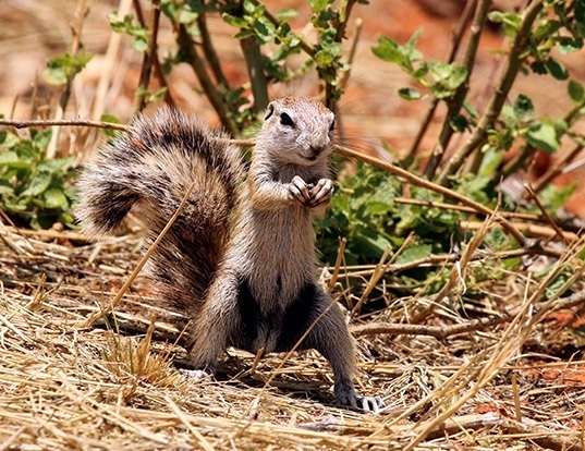 Picture of a south african ground squirrel (Xerus inauris)
