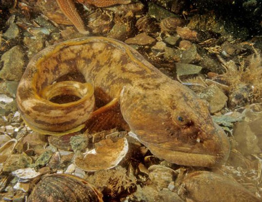 OCEAN POUT LIFE EXPECTANCY