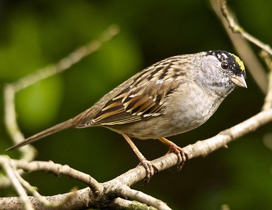 SPANISH SPARROW LIFE EXPECTANCY