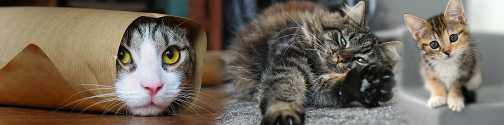 Cute life Cute baby cats, Baby cats, Cute cats and kittens